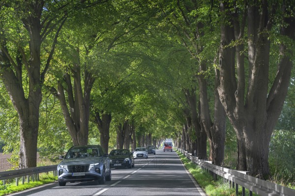 Lindenallee (Tilia) on the B4, Rehna, Mecklenburg-Western Pomerania