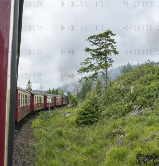 Steaming locomotive of the historic Brocken Railway with several red and white wagons travels from