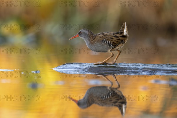 Water rail (Rallus aquaticus), on tree trunk in water, standing, warm colorful sunlight, Race,