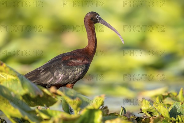 Brown sickle (Plagadis falcinellus), sideways on pond roses, Danube Delta, Romania