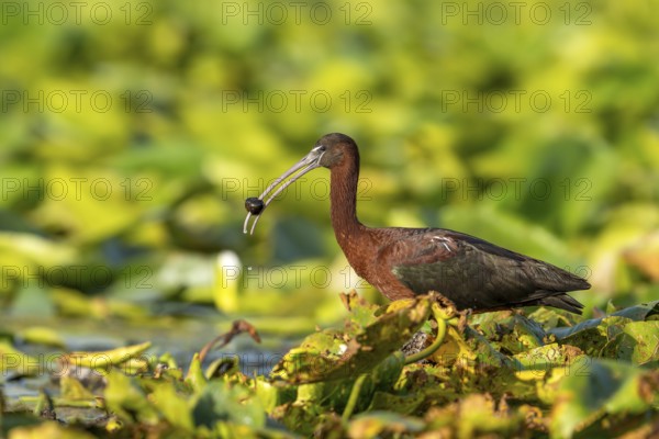 Brown sickle (Plagadis falcinellus), laterally on pond roses, with fluke in beak, Danube Delta,