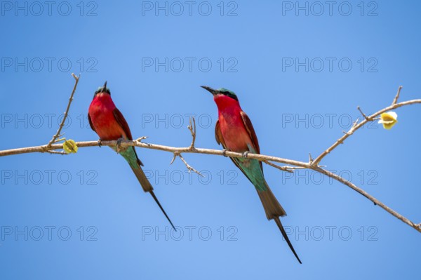Two animals, Southern carmine bee-eater (Merops nubicoides), bee-eater sitting on branch, Okavango