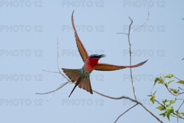 Southern carmine bee-eater (Merops nubicoides), bee-eaters flying against a blue sky, Okavango