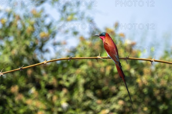Scarlet fox (Merops nubicoides), bee-eater sitting on branch, Okavango Delta, Moremi Game Reserve,