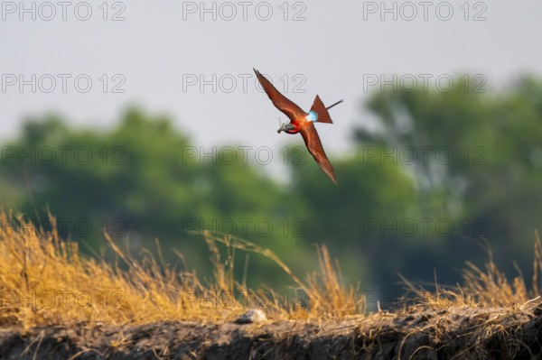 Scarlet bee (Merops nubicoides), bee-eater flying with prey, Kwando River, Zambezi region, Caprivi