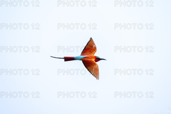 Scarlet bee (Merops nubicoides), bee-eater in flight, Kwando River, Zambezi region, Caprivi Strip,