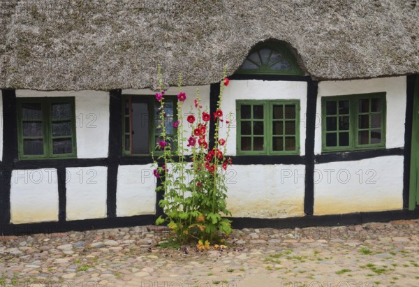 Hollyhocks by a half-timbered house with thatched roof and paved courtyard in Den gamle by, The old