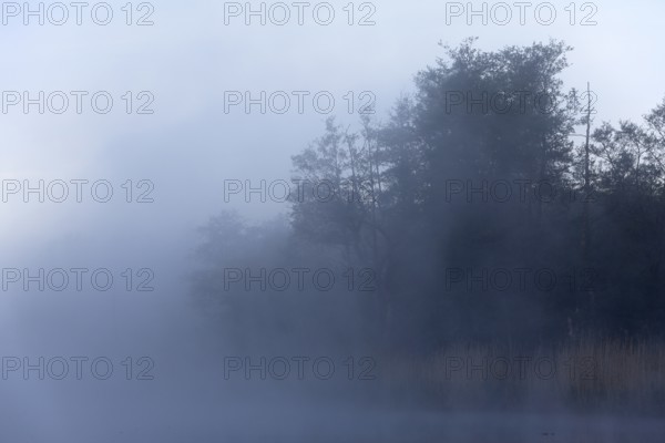 Thick fog almost obscures the trees on the lake shore, Peenetal nature park Park,
