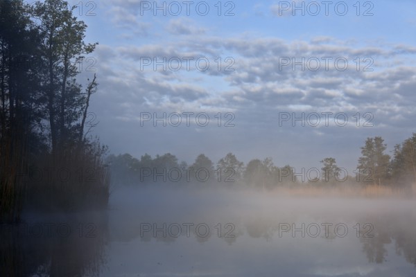 Foggy morning scene on a lake with reeds and cloudy sky, Peenetal nature park Park,