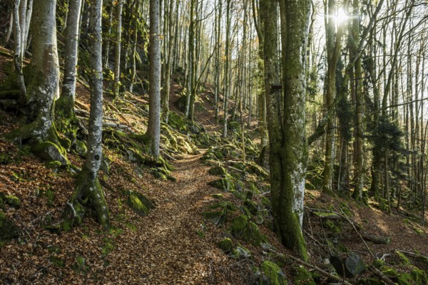 Hiking trail, Zweribach Waterfalls, protected forest, St MÃ¤rgen, Black Forest, Southern Black
