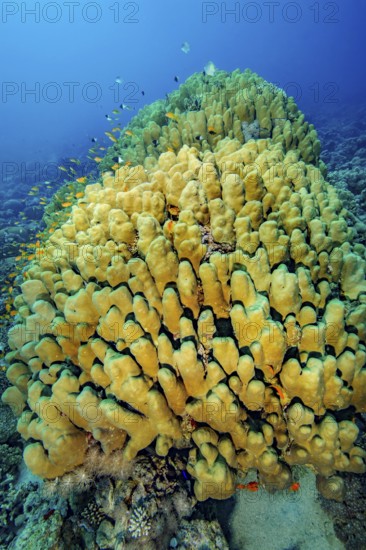 Underwater photo of intact reef-building dome coral (Porites nodifera) coral block of living