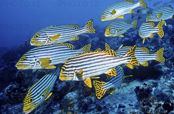 Underwater photo of small swarm group of striped oriental sweet lip (Plectorhinchus vittatus),
