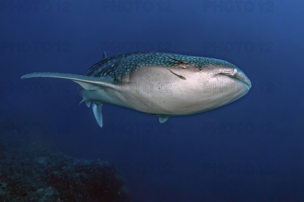 Underwater photo of Great whale shark (Rhincodon type) plankton-eater swimming past coral reef in