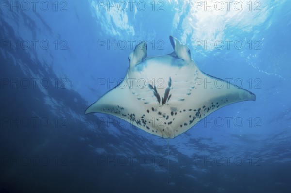 Manta ray (Mobula birostris) Manta swims below water surface through blue sea, tropical waters,