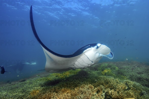 Underwater photo of manta rays (Mobula alfredi) Riffmanta Manta swims in floating over cleaner