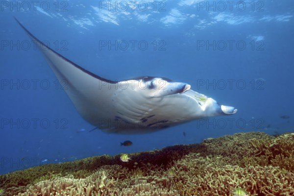Underwater photo of manta rays (Mobula alfredi) Riffmanta Manta swims at cleaning station in