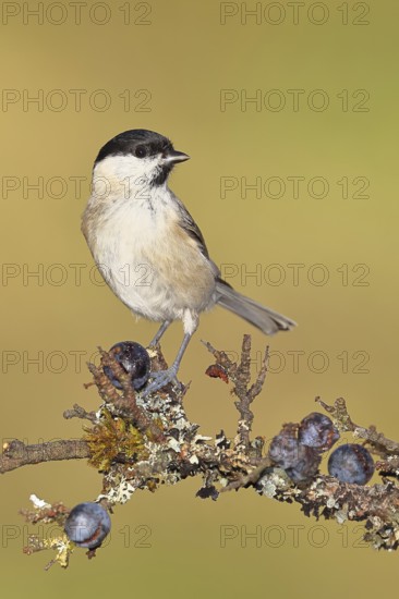 Swamp tit, (Parus palustris), sitting on a branch in a blackthorn bush, (Prunus spinosa), sloes,