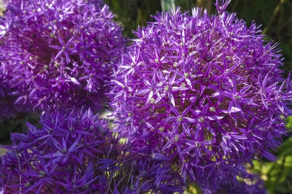 Leeks (Allium), ornamental garlic, large beautiful flowers, purple globes, flowers, plants,