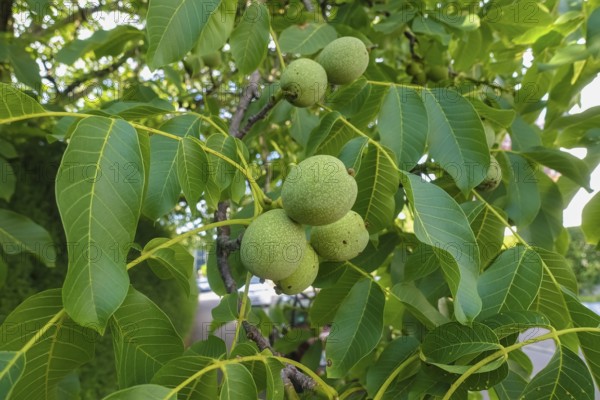 Real walnut, walnut tree (Juglans regia), deciduous tree, green nuts in summer, leaves, plants,