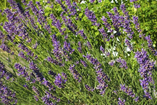Lavender (Lavandula angustifolia), narrow-leaved lavender, ornamental plant, medicinal plant,