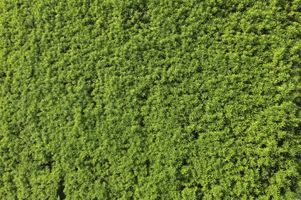 Yew (Taxus baccata), evergreen hedge, plants, gardens, Germany