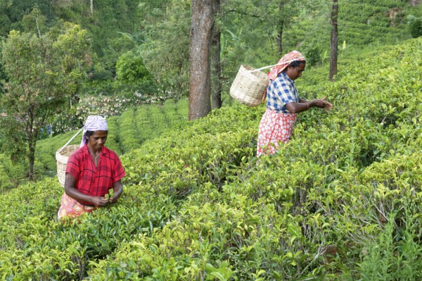 Tea picker harvesting in the Glenloch tea factory, Nuwara Eliya, Sri Lanka