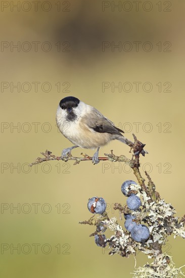 Willow tit (Parus montanus), sitting on a branch in a blackthorn bush, (Prunus spinosa), sloes,
