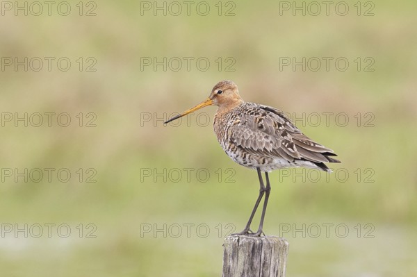 Blacktail (Limosa limosa), sitting room, on a fence post, snipe birds, wildlife, nature