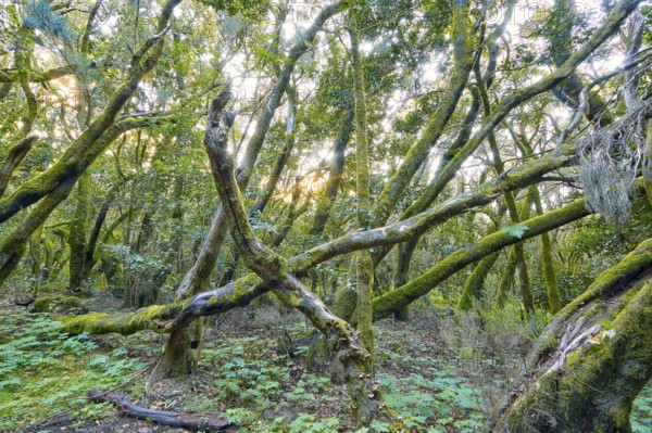 Dense trees with mossy branches in the forest, laurel forest, La Laguna Grande, Garajonay National