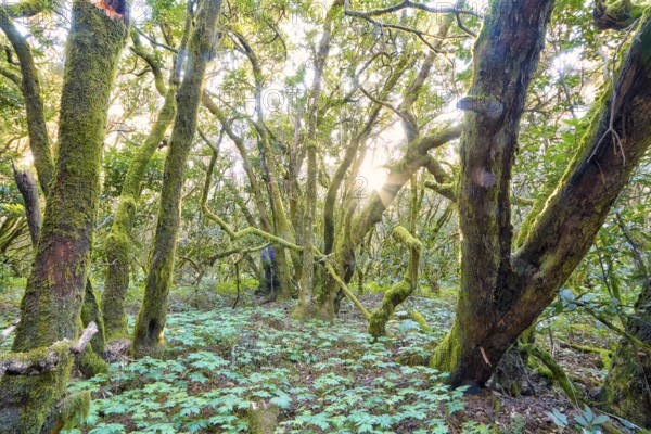 Dense green vegetation with sunlight in the forest, laurel forest, La Laguna Grande, Garajonay