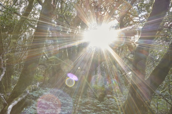 Bright sunlight breaks through the trees in the forest, Laurel Forest, La Laguna Grande, Garajonay