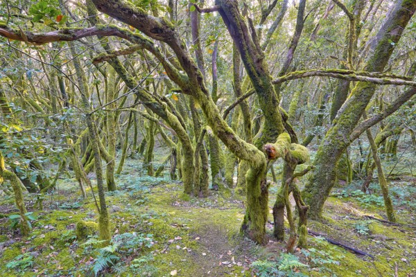 Tangled trees in thick, mossy forest, laurel forest, La Laguna Grande, Garajonay National Park,