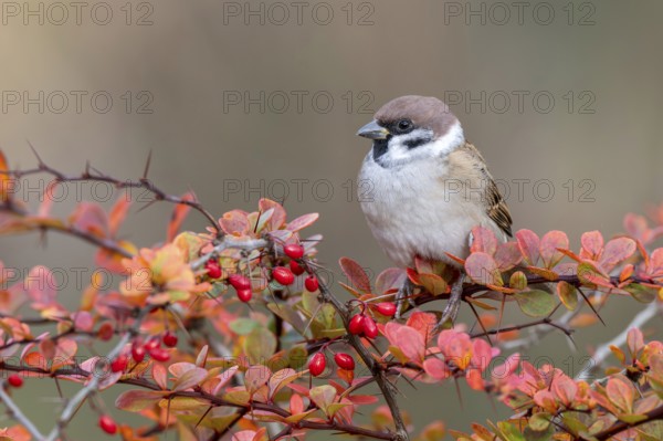Tree sparrow (Passer montanus) sitting in a barberry bush, Littlewood Ranch, Limbach, Burgenland,