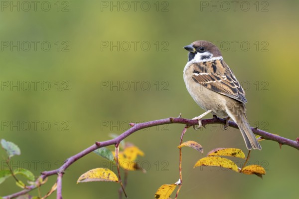 Tree sparrow (Passer montanus) sitting in a wild rose bush, Littlewood Ranch, Limbach, Burgenland,