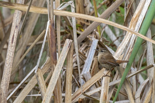 Wren (Troglodytes troglodytes) sitting on the banks of a pond, Littlewood Ranch, Limbach,