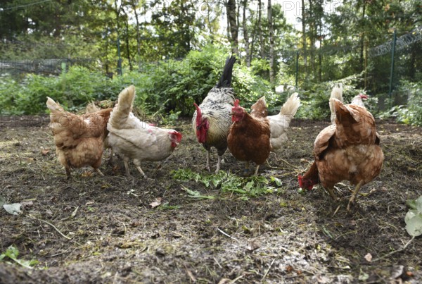Domestic chickens, Gallus gallus domesticus, with roosters searching for food in outdoor