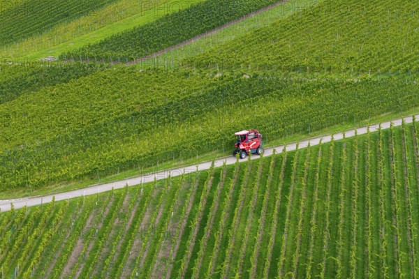 A red grape harvester moves on a road in the vineyards, grape grape harvest, near Korb im Remstal,