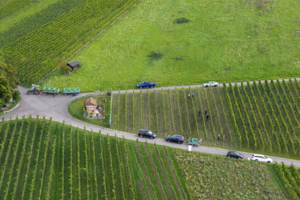 Harvesters in vineyards, cars on a road, lush green surroundings, grape grape harvest, near Korb im