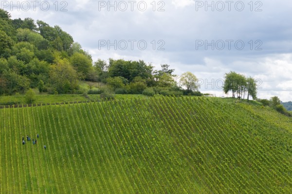 People work in a vineyard on a green hill under cloudy sky, grape grape harvest, near Korb im