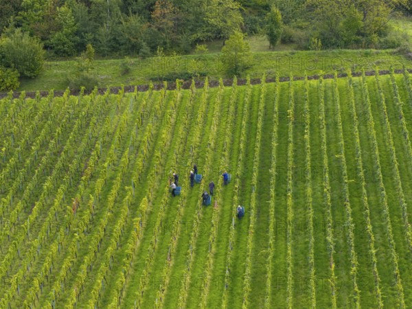 Workers grape harvest grapes in a green vineyard with arranged rows, grape harvest, near Korb im