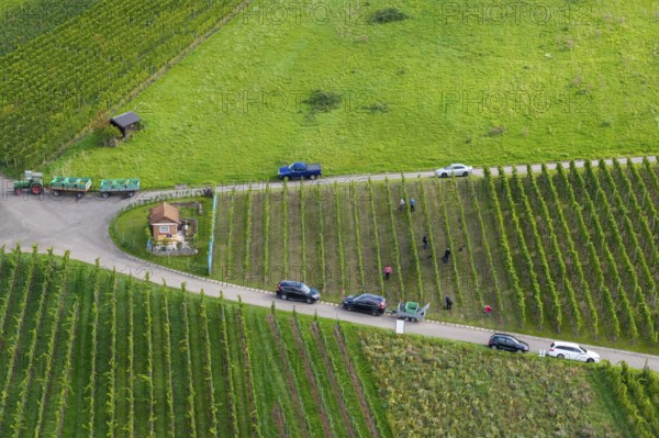 People work in a vineyard, cars park on a road next to the vines, grape grape harvest, near Korb im
