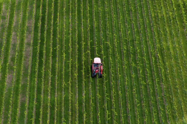 A grape harvester drives through orderly green fields, plants planted in straight lines, grape