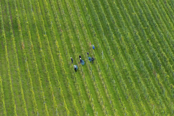 People work in a green vineyard from a bird's eye view, grape grape harvest, near Korb im Remstal,