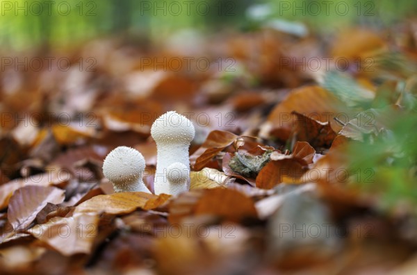 Bottle StÃ¤ubling (Lycoperdon perlatum), Germany