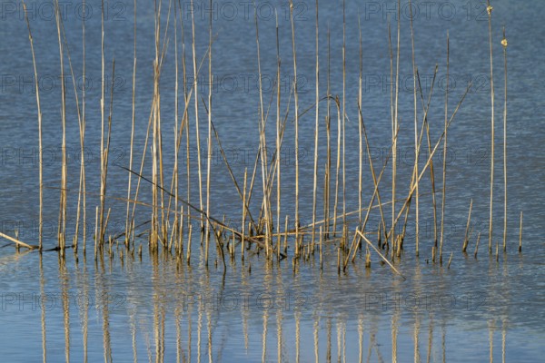 Reed (Phragmites australis), Naturquartier Grosswilfersdorf, Grosswilfersdorf, Styria, Austria