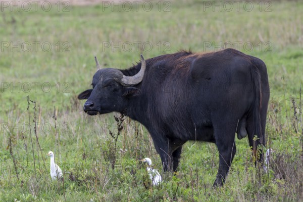 Water buffalo (Bubalus arnee) and cow heron (Ardea ibis, synonym: Bubulcus ibis), Naturquartier