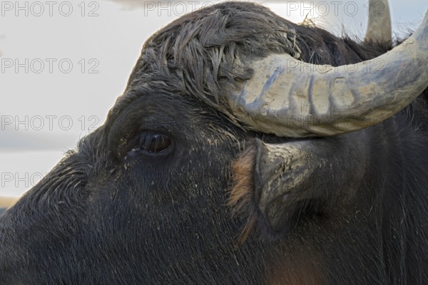 Water buffalo (Bubalus arnee), Naturquartier Grosswilfersdorf, Grosswilfersdorf, Styria, Austria
