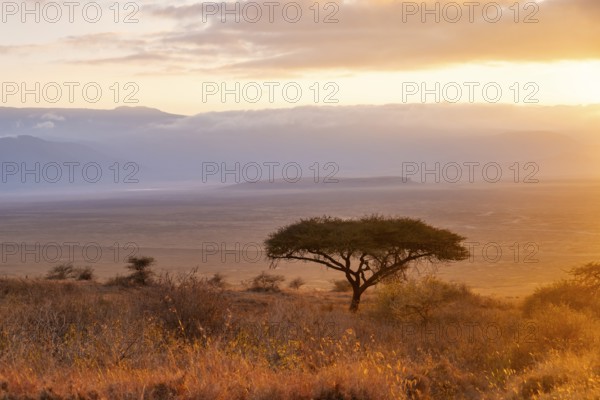 Umbrella macaque in savanna landscape at sunrise, atmospheric morning light, view of the Ngorongoro