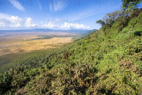 View of Ngorongoro Crater, Crater Viewpoint, Forest and Savanna Landscape, Ngorongoro Conservation