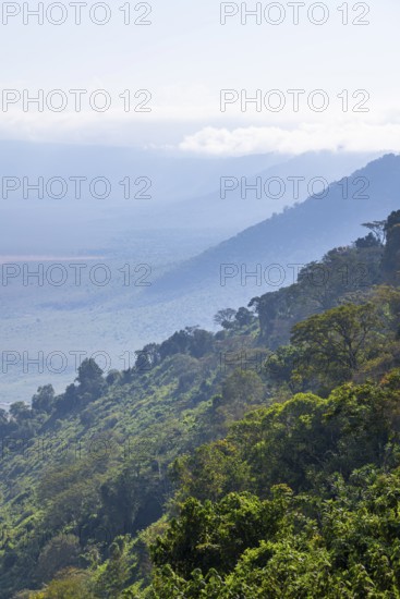 View of Ngorongoro Crater, Crater Viewpoint, mountain slopes with forest, Ngorongoro Conservation